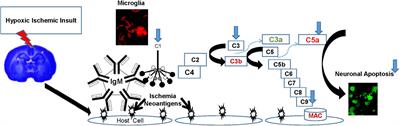 Therapeutic Hypothermia Inhibits the Classical Complement Pathway in a Rat Model of Neonatal Hypoxic-Ischemic Encephalopathy